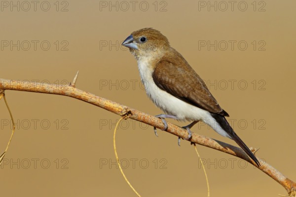African silverbill, silver beak, silver pheasant, trusting bird, ornamental bird in Europe, family