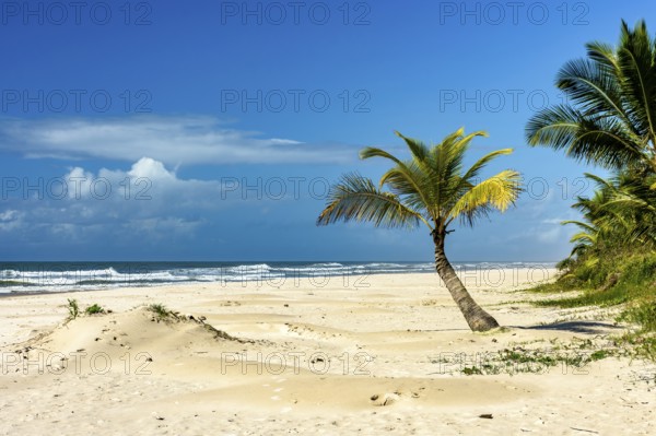 Sargi beach with its coconut trees on the sand on a sunny summer day in the city of Serra Grande on