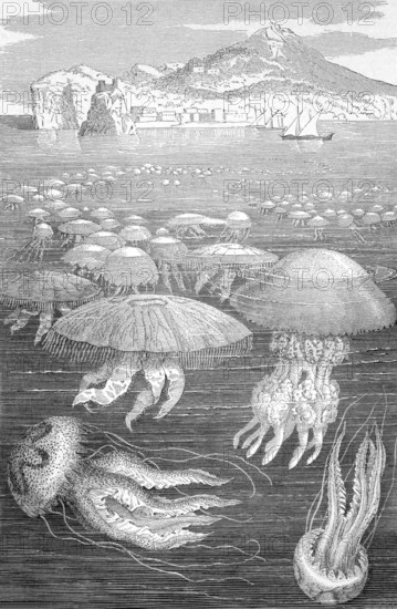 Medusa Jellyfish on engraving from 1890. Engraved by unknown artist and published in Meyers