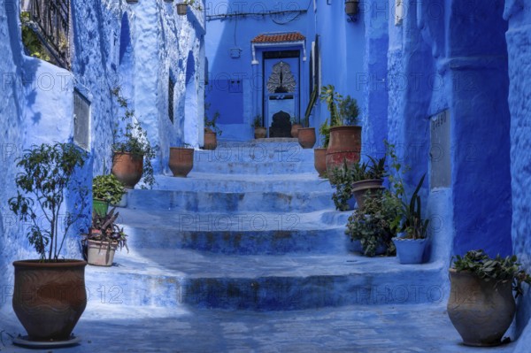 Chefchaouen, Morocco, 2 March, 2024: stairs with potted plants lead up to a house door in the blue