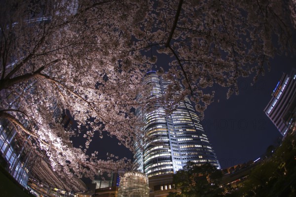 Mohri Garden of going to see cherry blossoms at night and Roppongi Hills. Shooting Location: Tokyo