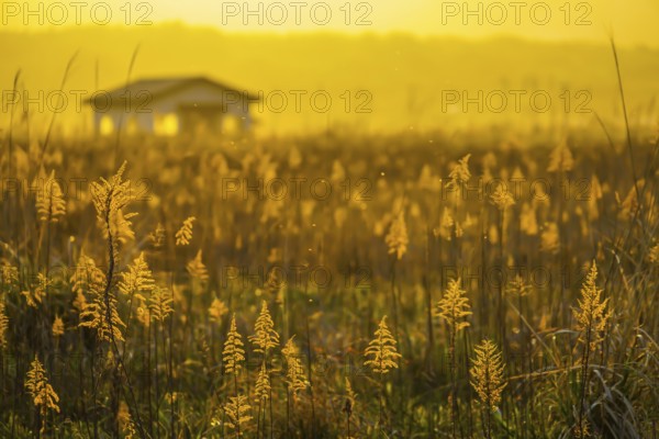 Japanese pampas grass fields and the sun and the house. Shooting Location: Miyagi Prefecture