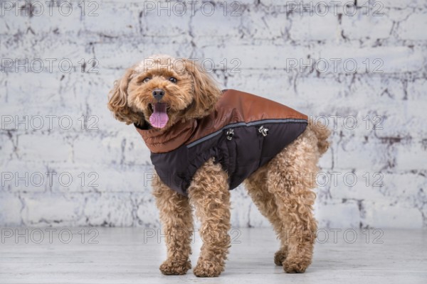 Small funny dog of brown colour with curly hair of toy poodle breed posing in clothes for dogs.