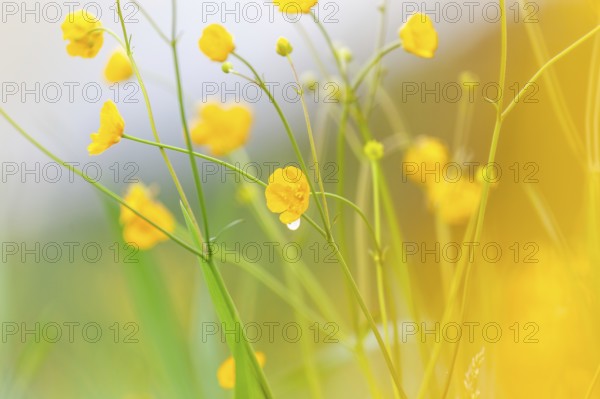 Flower meadow, buttercup (Ranunculus acris), St. Peter Freienstein, Styria, Austria, Europe