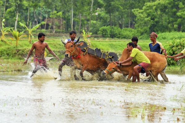 Moichara cattle race festival Herobhanga village, Canning railway station, West Bengal, India, Asia