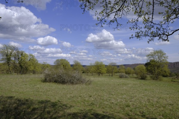 Ruine Homburg nature reserve with the largest contiguous dry grassland in Germany and steppe heath