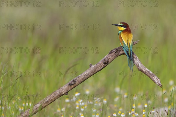 Bee-eater, (Merops apiaster), individual, perch, Tiszaalp-r, Kiskuns-gi National Park, B-cs-Kiskun,