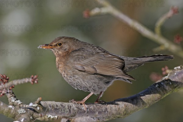 Blackbird (Turdus merula), one, individual, biotope, habitat, perch, garden, Neuhofen,