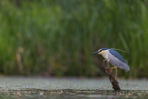 Black-crowned black crowned night heron (Nycticorax nycticorax), Bihoreau gris, HÈron bihoreau,