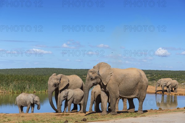 African elephant, (Loxodonta african), Addo Elephant National Park, Addo Camp, Western Cape, South