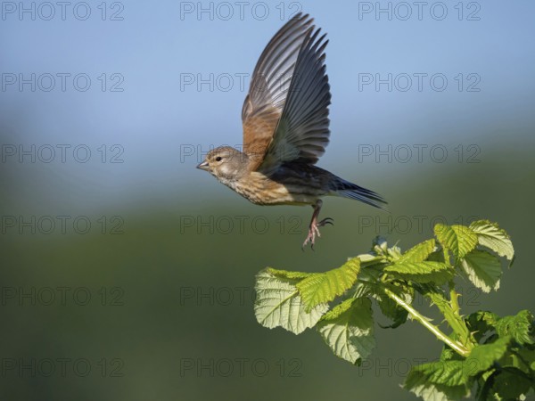 Linnet, Common Linnet, Eurasian Linnet, (Carduelis cannabin), (Acanthis cannabina), Linotte