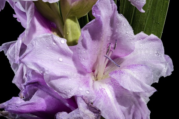 Beautiful Blooming lilac Gladiolus Blue Beauty isolated on a black background. Flower head