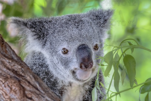 Australian koala bear in a eucalyptus tree in Queensland