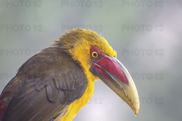 Portrait of a Saffron toucanet against defocused background, Serra da Mantiqueira, Atlantic Forest,