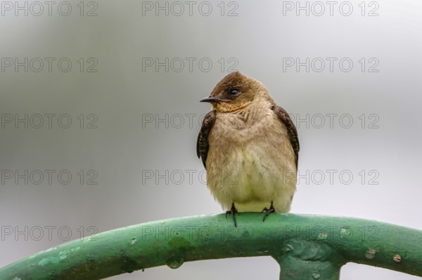 Close-up of a Brown-chested Martin perched on a green metal pipe against defocused gray background,