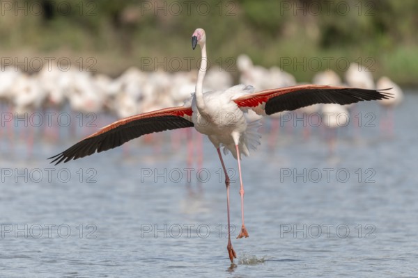 Flamingo (Phoenicopterus roseus) in a pond of a natural reserve. Saintes Maries de la Mer, Parc