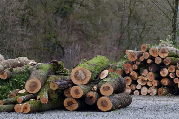 Stacked logs in a storage yard after helicopter transport from a difficult-to-access ravine forest,