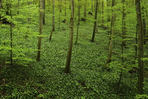 Bear's garlic in the deciduous forest at the foot of the Swabian Alb, bear's garlic in the