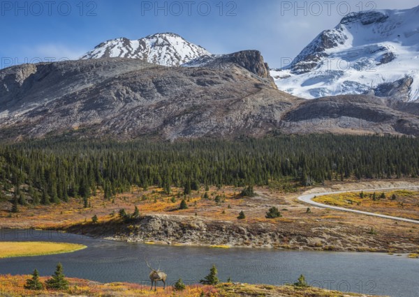 The magnificent Rocky Mountains in Canada. Lake from the melting of huge glaciers. Beautiful deer