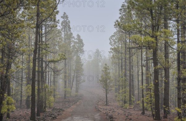 Pine forest north-east of Vilaflor on the PR-TF 72 hiking trail to the Paisaje Lunar lunar