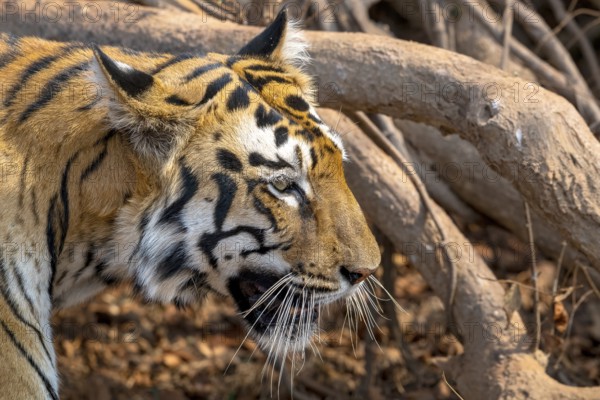 Tiger (Panthera tigris), Bengal tiger or Indian tiger, big cat (Pantherinae), carnivore