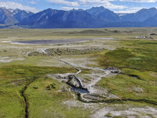 Aerial view of herd of cows in green meadow with mountain on the background. Cows cattle grazing on