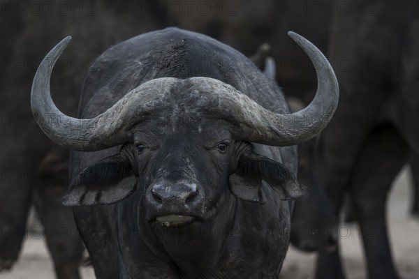 African buffalo (Syncerus caffer), Madikwe Game Reserve, North West Province, South Africa, RSA,