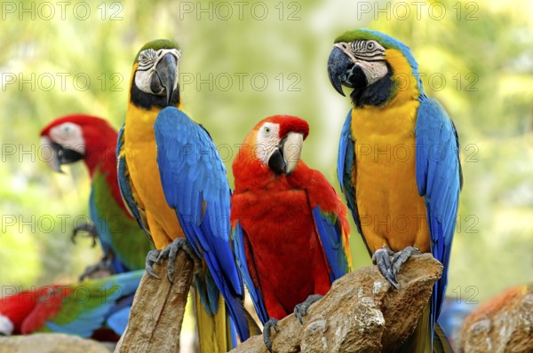 Birds, Scarlet Macaws and Blue and Gold Macaws sitting on branch of tree Safari world Bangkok,