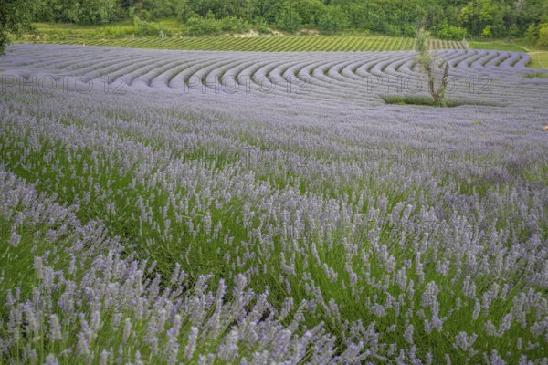 Beautiful summer evening in a lavender field. Large blue lavender bushes blooming in a cultivation