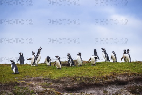 Magellanic penguins (Sphreniscus magellanicus), group in the field, Volunteer Point, Falkland
