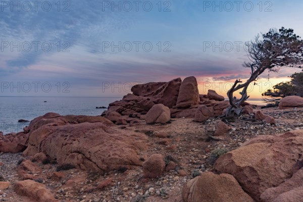Coastal landscape with bizarre, red rocks and weathered, gnarled trees at sunset over the sea,
