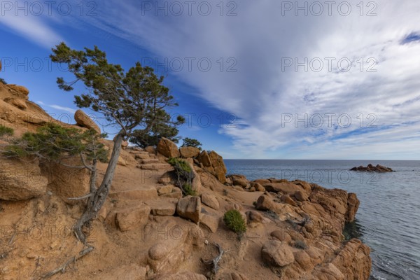 Coastal landscape with bizarre red rocks and gnarled trees with a view of the sea in the sunshine,