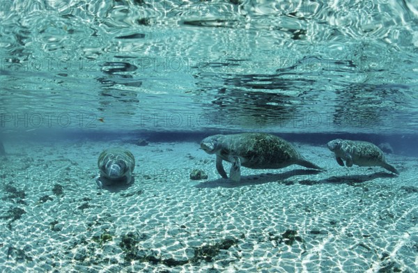 Round-tailed manatee, mother and calf, Trichechus manatus latirostris, USA, Florida, FL, Crystal