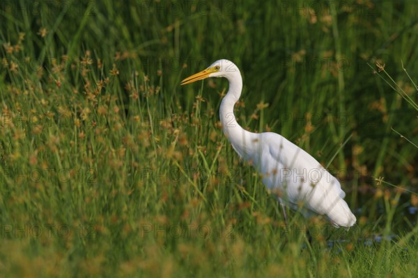 Asian Intermediate Egret, Intermediate Egret, Egretta intermedia, Mesophoyx intermedia, Aigrette