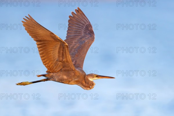 Heron, (Egretta gularis), heron, animals, birds, biotope, habitat, foraging Salalah, Raysut,