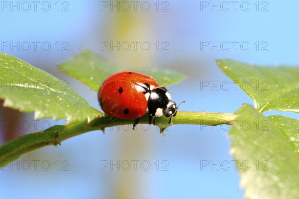 Seven-spot ladybird (Coccinella septempunctata) on a rose leaf, Insect, Insects, Beetle Federal