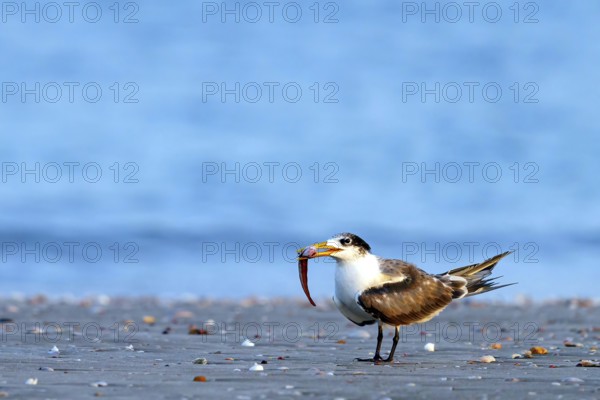 Caspian Tern, (Sterna bergii), (Thalasseus bergii), subfamily of terns, with prey at the edge of