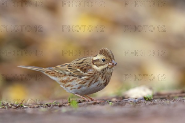 Bunting, (Emberiza rustica), animals, birds, buntings, biotope, Heligoland, Schleswig-Holstein,