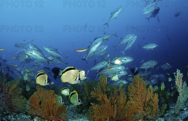 Cleaner butterflyfish and spiny mackerel, Johnrandallia nigrirostris, Caranx sexfasciatus, Mexico,