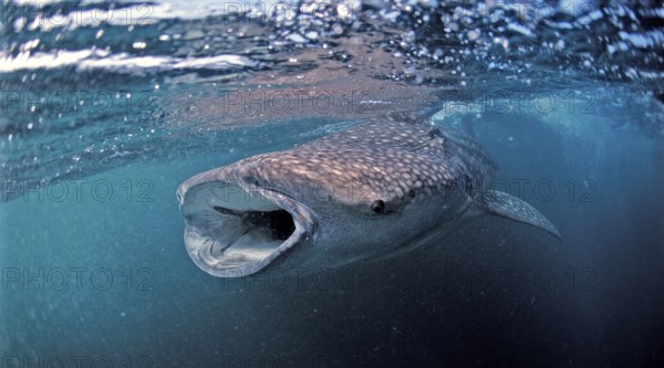 Feeding whale shark, Rhincodon thypus, Djibouti, Djibouti, Africa, Afar Triangle, Gulf of Aden,