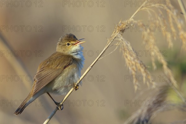 Reed Warbler, subspecies scirpaceus, (Acrocephalus scirpaceus scirpaceus), (Acrocephalus