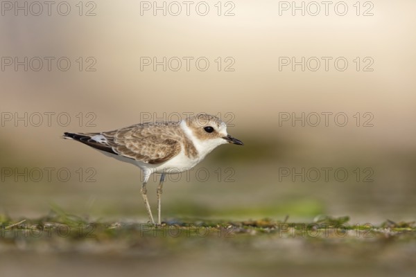 Animals, birds, plover, Kentish plover, (Charadrius alexandrinus), biotope, habitat, foraging, Barr