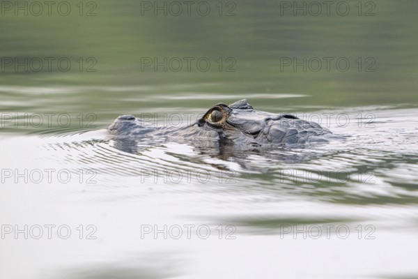 Spectacled caiman (Caiman crocodilus yacara), Crocodile (Alligatoridae), crocodile (Crocodylia),