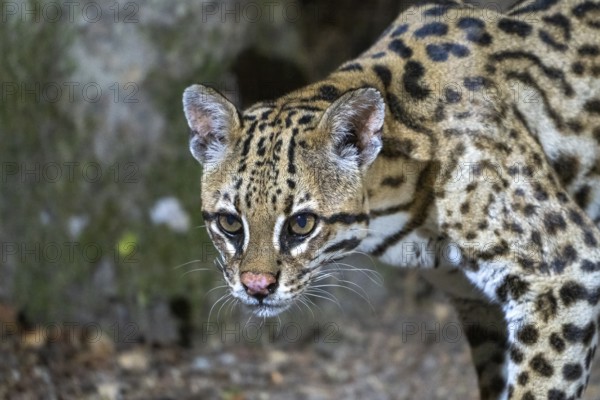 Ocelot (Leopardus pardalis), animal portrait, at night, Pantanal, inland, wetland, UNESCO Biosphere