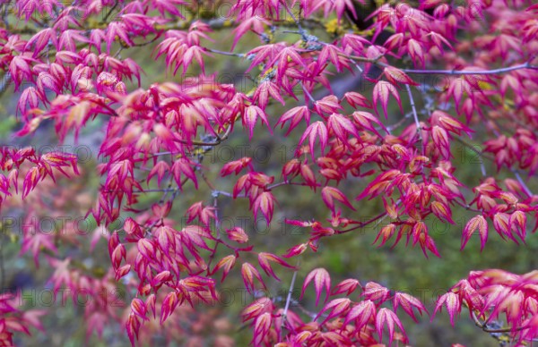 Fantastic redleaf Japanese maple: red leaves in Hasselt's Japanese garden as a backdrop., the