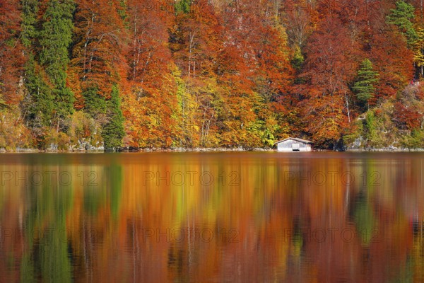 Trees with leaves in fall colors and a white wooden cottage, mirrored in the water of the Alpsee