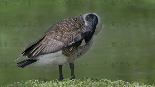 Close-up of a goose preening its feathers against a green background, Canada goose, (Branta