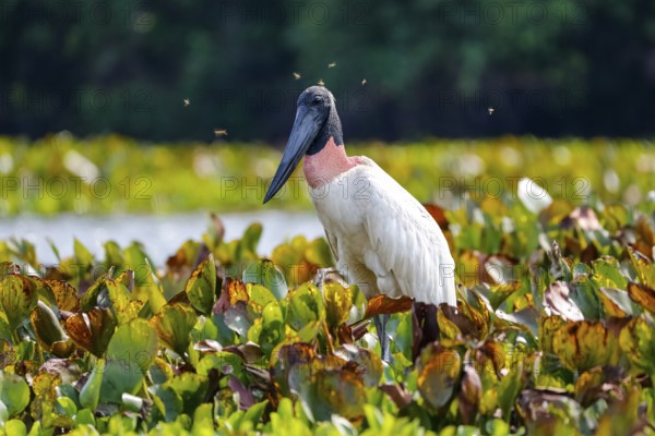 Close-up of a Jabiru stork with horse flies around its head, standing in a lagoon with water
