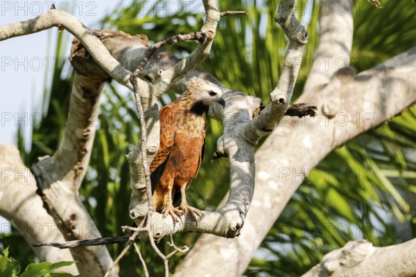 Close up of a Black-collared Hawk perched on a bare tree looking for prey, Pantanal Wetlands, Mato