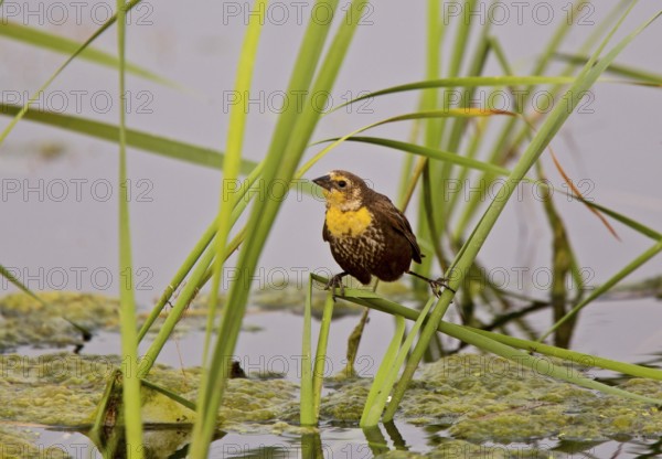 Yellow Headed BlackBird in Saskatchewan Swamp marsh